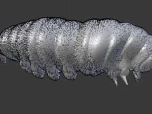 Larva 3D Model