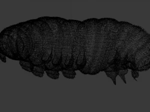 Larva 3D Model