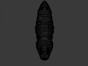 Larva Model 3D