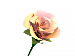 Pink rose flower Modelo 3D