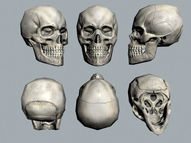 czaszka Model 3D .c4d .max .obj .3ds .fbx .stl .blend 