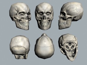 skull Modello 3D