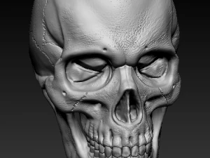 cranio Modello 3D