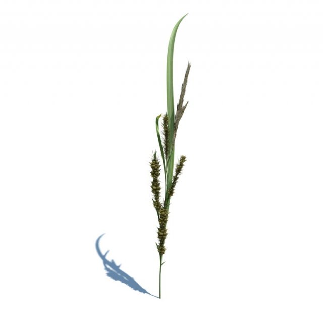 rye spike Model 3D .c4d .max .obj .3ds .fbx .stl .blend 