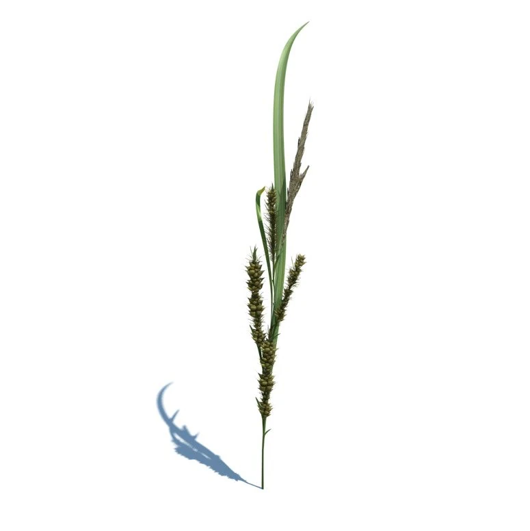 rye spike 3D Model .c4d .max .obj .3ds .fbx .stl .blend 