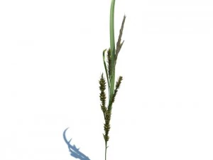 рожь колосок 3D Модель