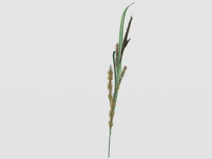 rye spike 3D Model