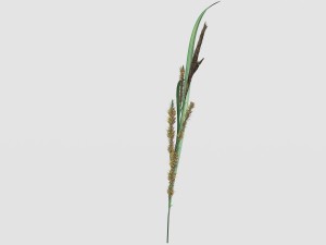 rye spike Model 3D