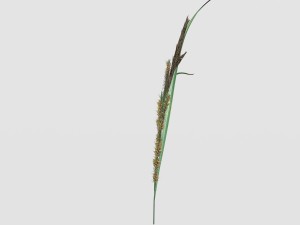 rye spike Model 3D