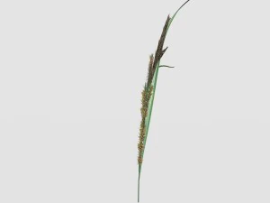 rye spike 3D Model