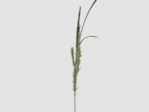 rye spike Model 3D