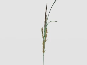 rye spike 3D Model