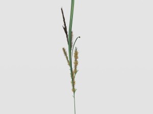 rye spike Model 3D