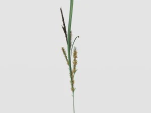 rye spike 3D Model