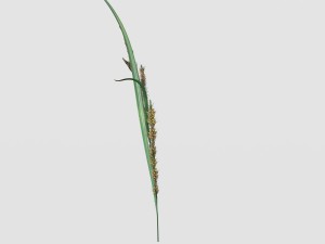 rye spike Model 3D