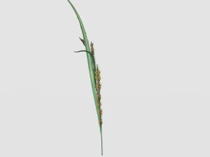 rye spike 3D Model