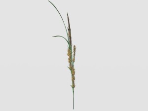 rye spike Model 3D