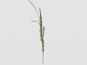 rye spike 3D Model