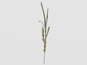 rye spike Model 3D