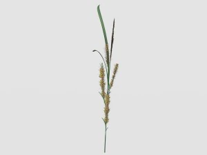 rye spike 3D Model
