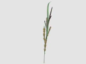 rye spike 3D Model