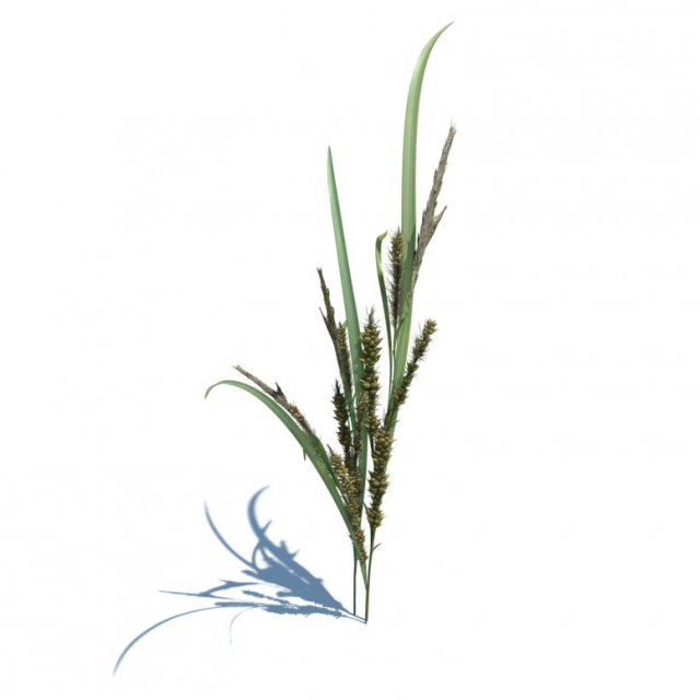 rye spike Modello 3D .c4d .max .obj .3ds .fbx .stl .blend