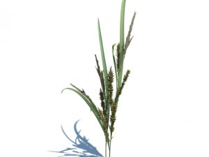 rye spike Modèle 3D