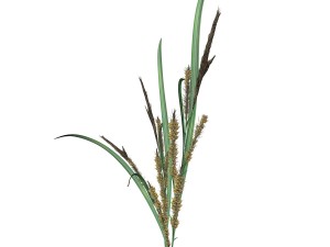 rye spike Modello 3D