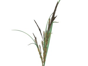 rye spike Modello 3D