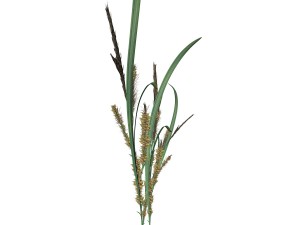 rye spike Modello 3D