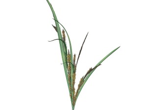 rye spike Modello 3D