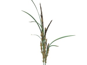 rye spike Modello 3D
