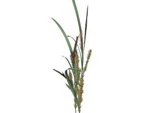 rye spike Modello 3D