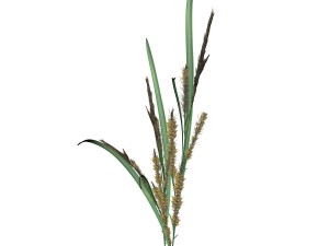 rye spike Modello 3D