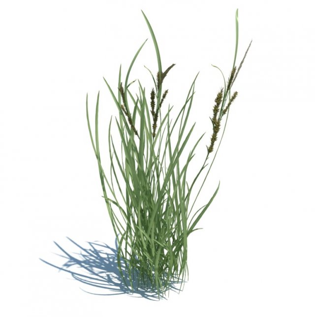rye spike 3D Model .c4d .max .obj .3ds .fbx .stl .blend 