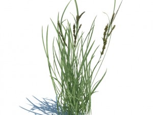 rye spike Modèle 3D