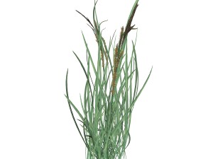 rye spike 3D Model