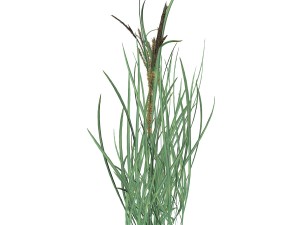 rye spike 3D Model