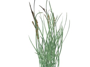 rye spike 3D Model