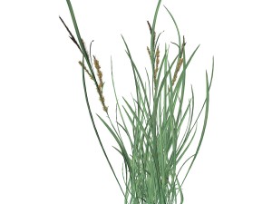 rye spike 3D Model