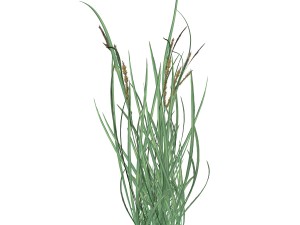 rye spike 3D Model
