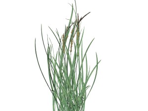 rye spike 3D Model