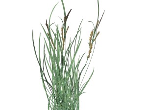 rye spike 3D Model