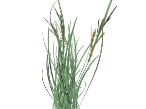 rye spike 3D Model