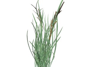 rye spike 3D Model