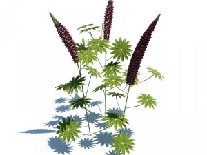nature collection 3D 模型