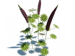 nature collection 3D Model