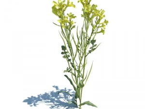 nature collection 3D Model