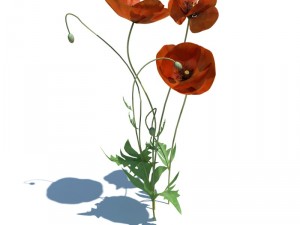 nature collection 3D 模型