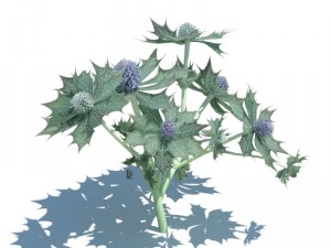 nature collection 3D 模型